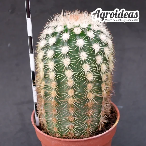 Echinocereus dasyacanthus "Steven's Dream" - Imagen 2
