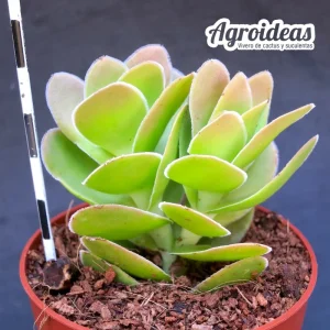 Crassula ciliata