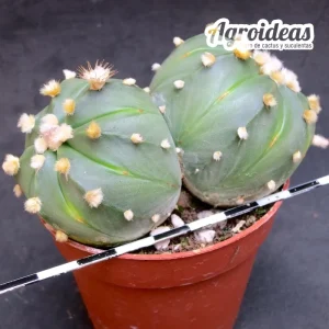 Astrophytum asterias "Selección"