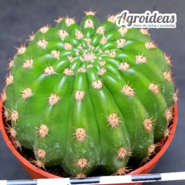 Trichocereus grandiflorus "flor roja" - Imagen 2