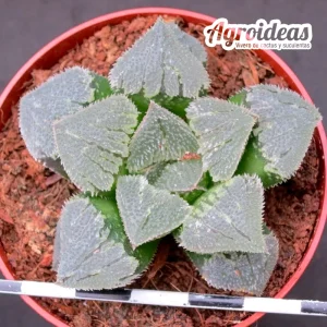 Haworthia cv. "Crystal Bug"
