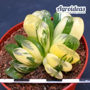 Haworthia truncata "Seiko nishiki" Variegata