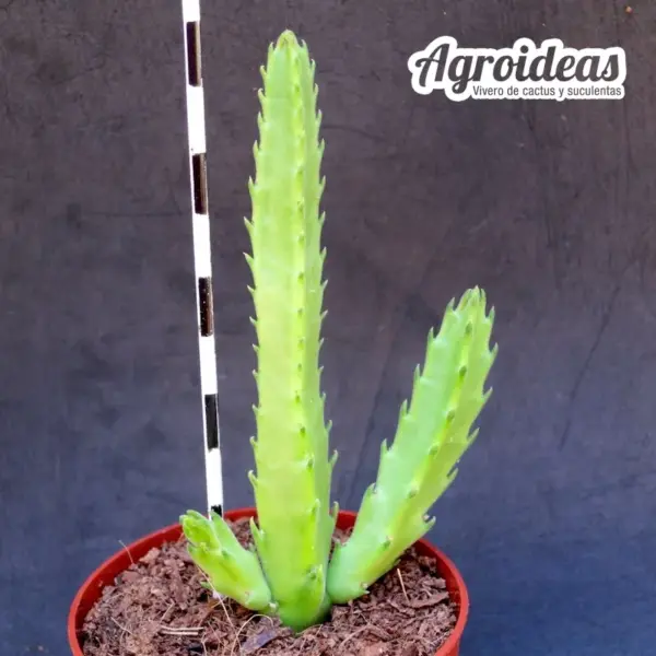 Stapelia scitula X hirsuta - Imagen 2