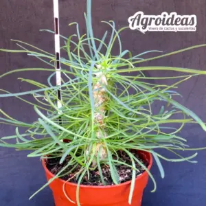 Euphorbia rossii