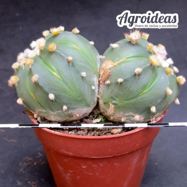 Astrophytum asterias "Selección" - Imagen 2