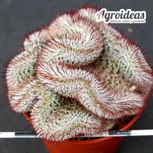 Mammillaria andersonii "cristata" sobre raíces