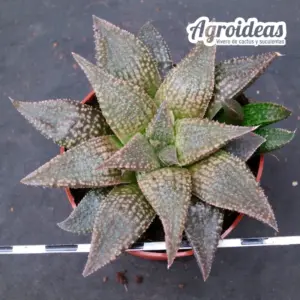Haworthia koelmaniorum X emelyae "S. Oudtshoorn" Ex. Robin Fuller