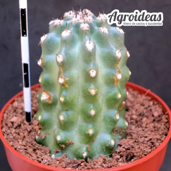 Echinocereus cv. "Epsilon" Ex. Agroideas - Imagen 2