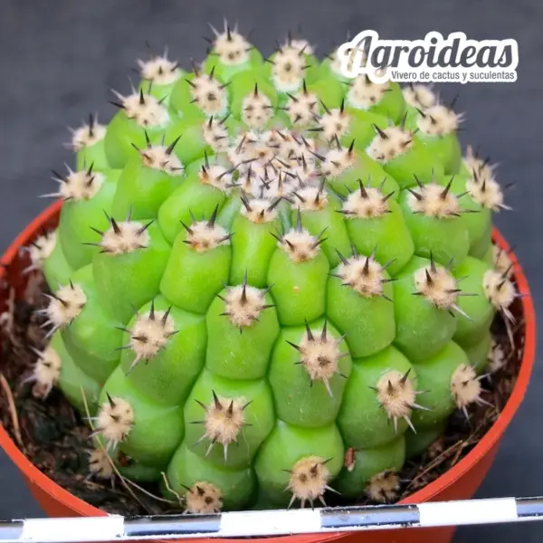 Trichocereus thelegonus "Noris" - Imagen 2