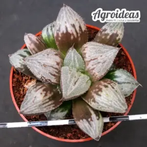 Haworthia "Gessekai"