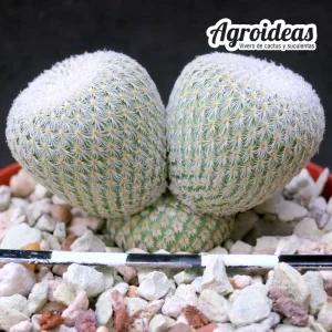 Ephitelantha micromeis "Selección"