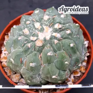 Astrophytum asterias "Kikko"