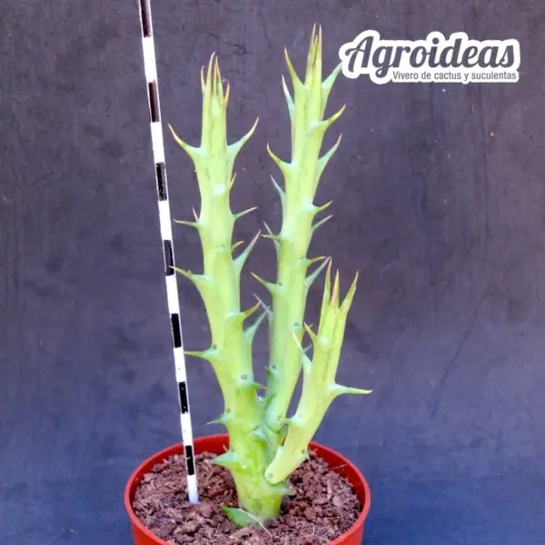 Orbea caudata - Imagen 2
