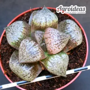 Haworthia picta cv. Teresa