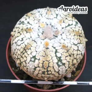 Astrophytum superkabuto