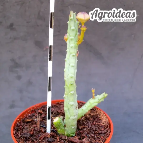 Orbea longii - Imagen 2