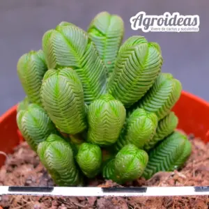 Crassula pyramidalis