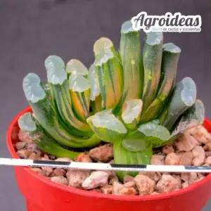 Haworthia truncata cv. "illumination"