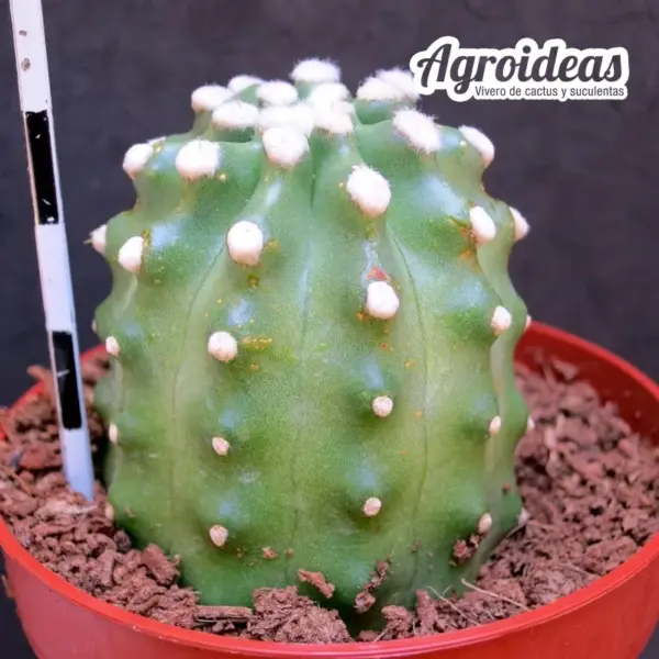 Echinocereus cv. "Omega" Ex. Agroideas - Imagen 2