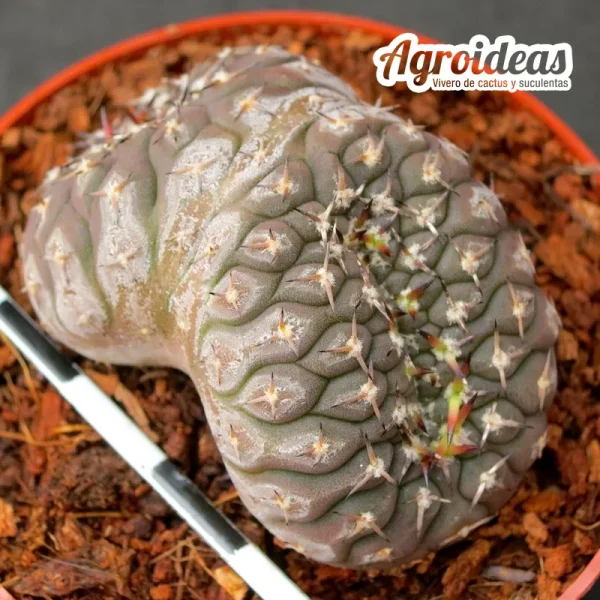 Gymnocalycium asterium var. paucispinum "cristata" - Imagen 2