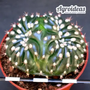 Notocacatus uebelmanianus var. inermis "Selección"