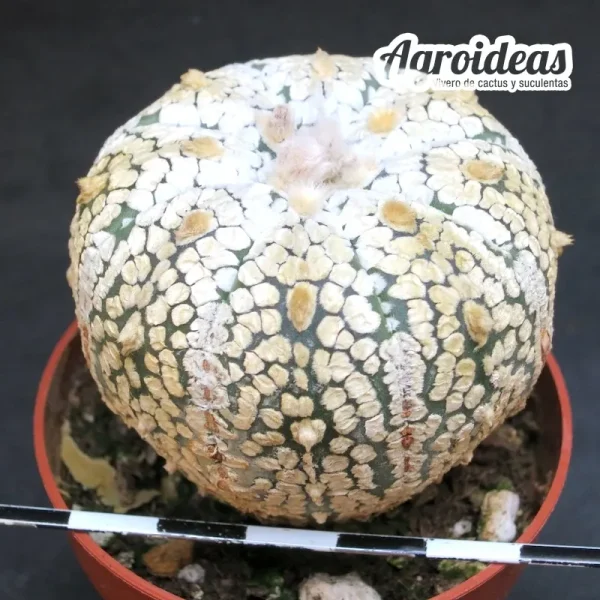 Astrophytum superkabuto - Imagen 2