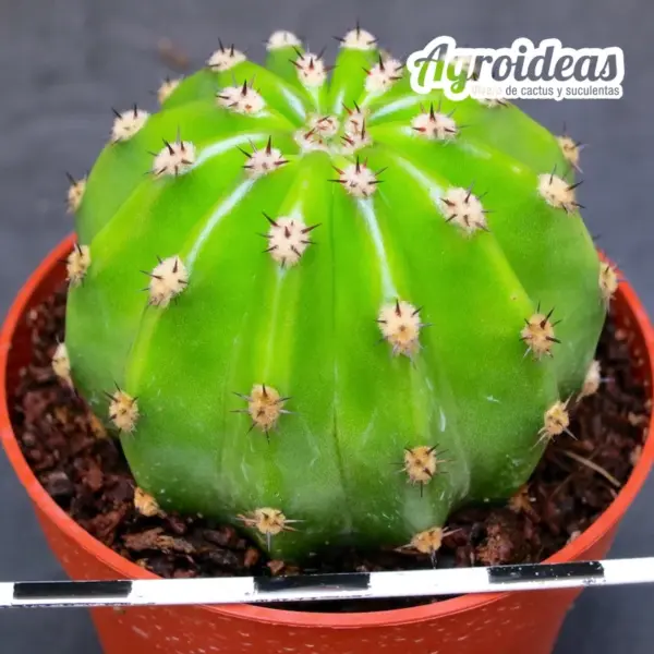 Trichocereus papageno - Imagen 2