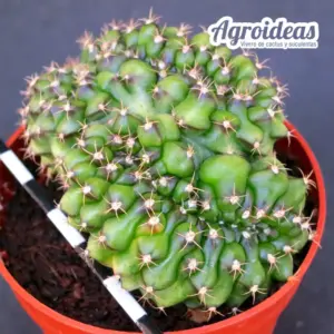 Gymnocalycium anisitsii «cristata»