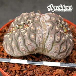 Gymnocalycium asterium var. paucispinum "cristata"