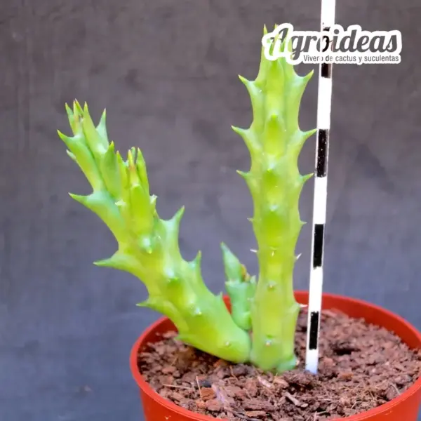 Orbea cooperi - Imagen 2