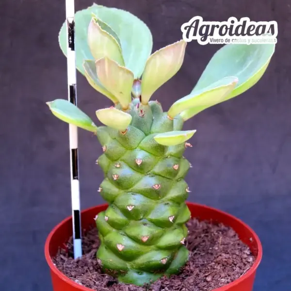 Monadenium ritchiei
