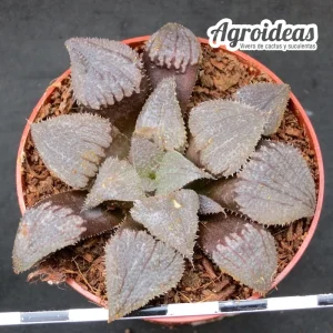 Haworthia mirabilis "Bobii"