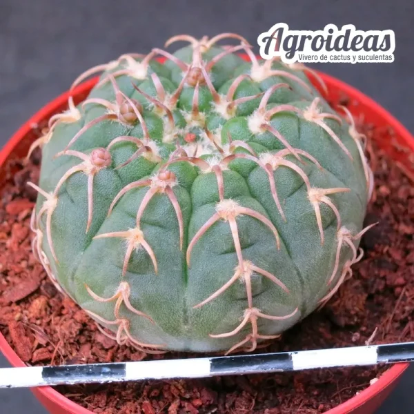 Gymnocalycium X triacanthum fr. tortuosa "Ex. Agroideas" - Imagen 2