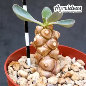 Othonna herrei