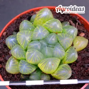 Haworthia cooperi var. obtusa "Jov's bolo"