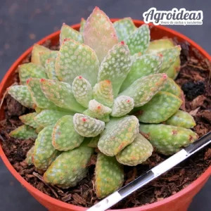 Crassula ausensis ssp. titanopsis