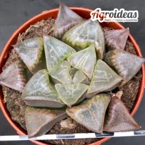 Haworthia Híbrida
