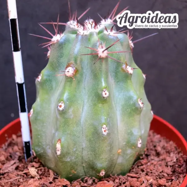 Echinocereus cv. "Pi" Ex. Agroideas - Imagen 2