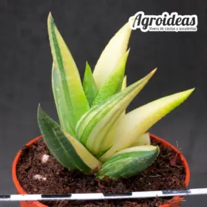 Haworthia glabrata "variegata"