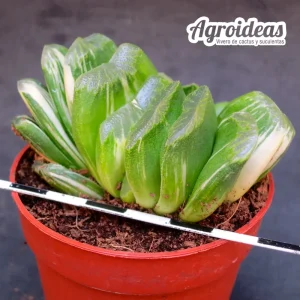 Haworthia «Seiko nishiki» Variegata