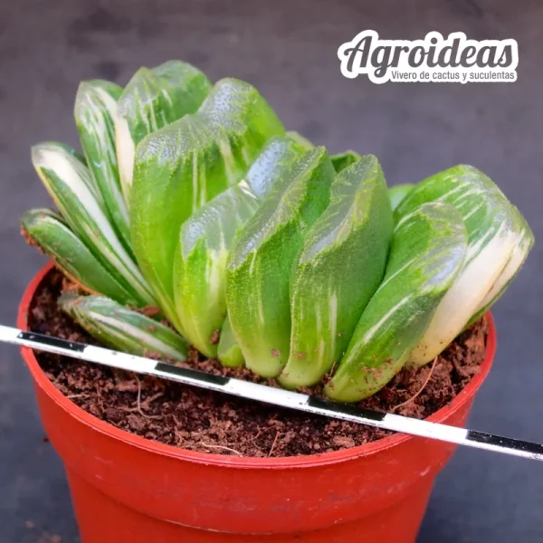 Haworthia «Seiko nishiki» Variegata
