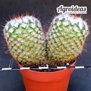 Mammillaria perezdelarosae "Bicéfala"