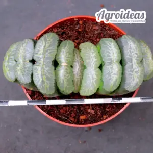 Haworthia truncata cv. Magunihu-Ka-N