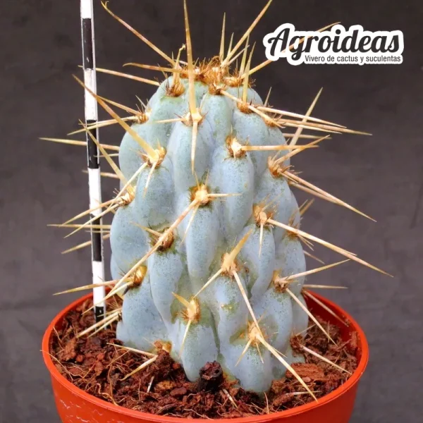 Miqueliopuntia miquelii - Imagen 2
