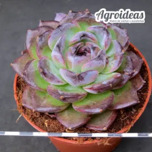 Echeveria "Xuanfeng"