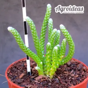 Avonia namaquensis