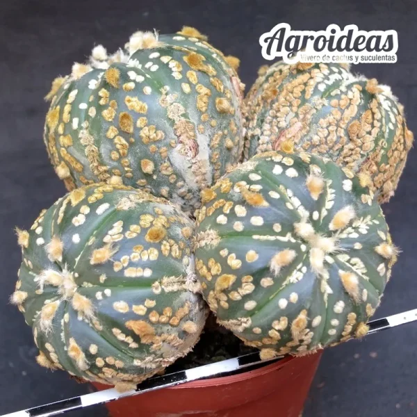 Astrophytum asterias «Selección»