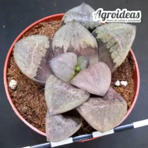 Haworthia "Impetus"