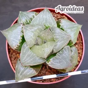 Haworthia "Falkor" (Ex. Agroideas)