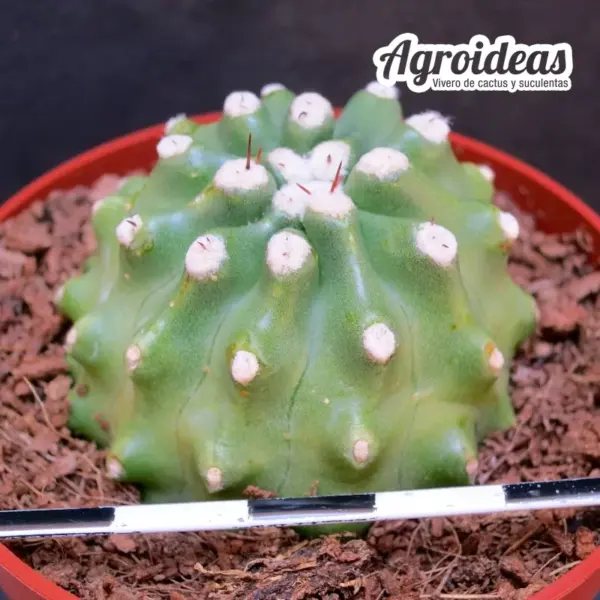 Echinocereus cv. "Alfa" Ex. Agroideas - Imagen 2